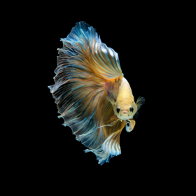 2 key elements I learn from BETA fish on how to become entrepreneur