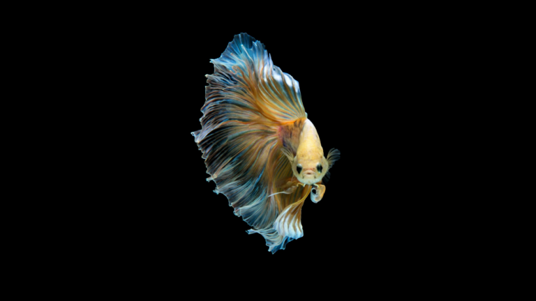 2 key elements I learn from BETA fish on how to become entrepreneur 2 key elements I learn from BETA fish on how to become entrepreneur